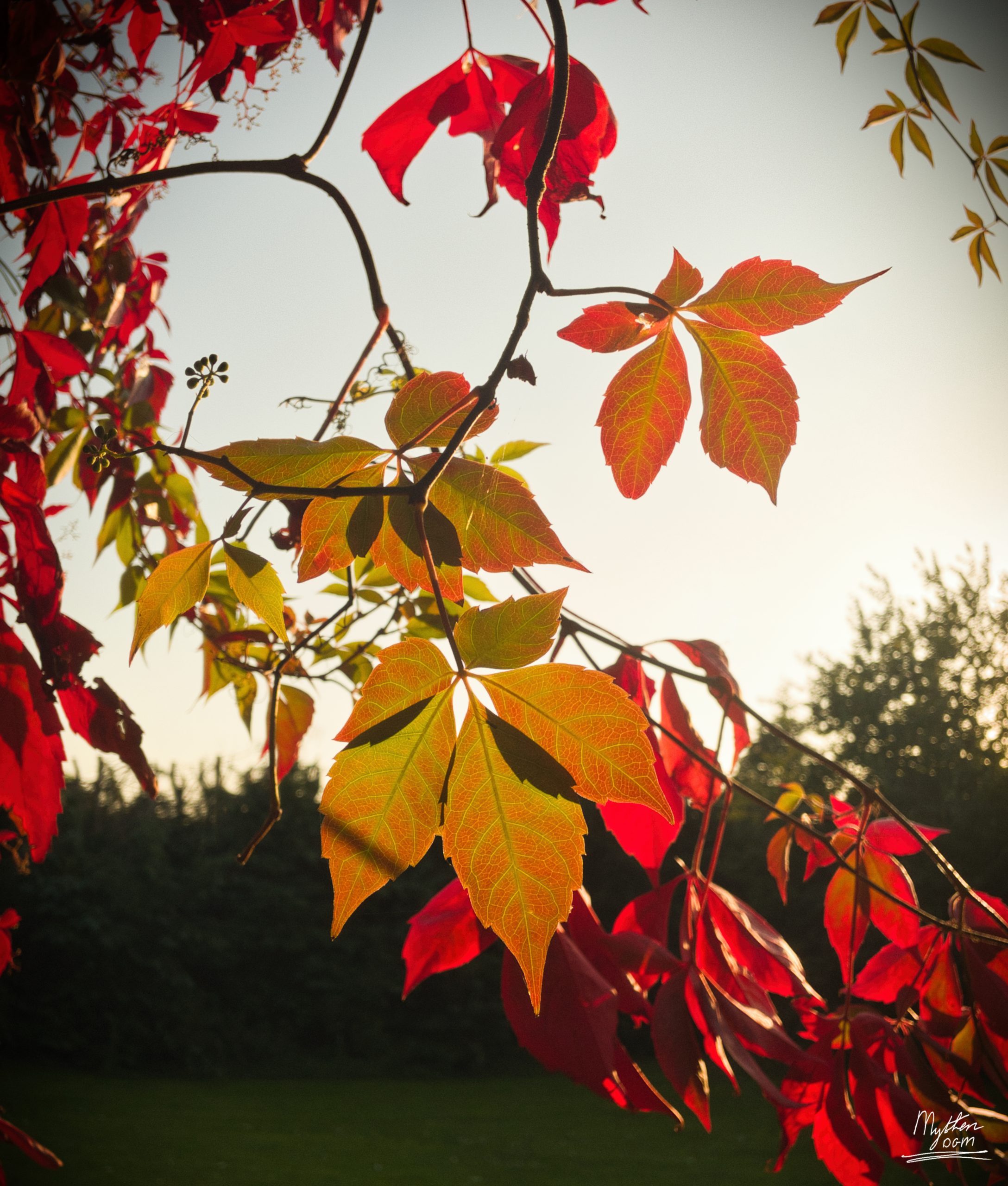 Shades Of Autumn